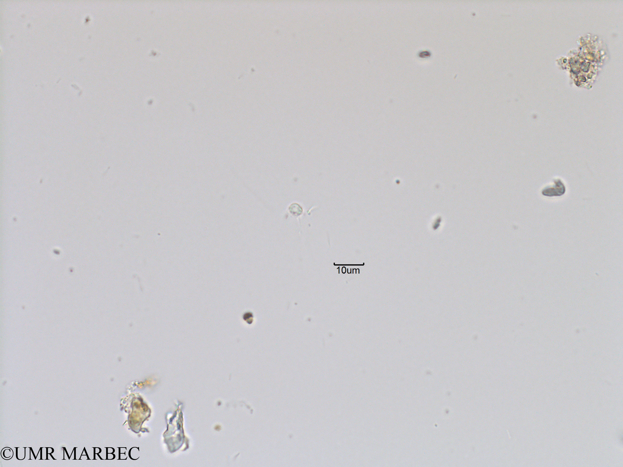 phyto/Bizerte/bizerte_bay/RISCO November 2015/Mamiella sp (ancien Microflagellé 15 -Baie_T5-ACW1-Flagelle inf10-4).tif(copy).jpg